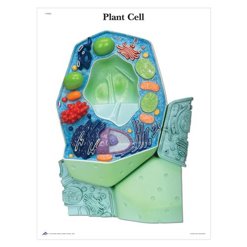 The Plant Cell STICKYchart™, V1R05S, Plant Anatomy Models