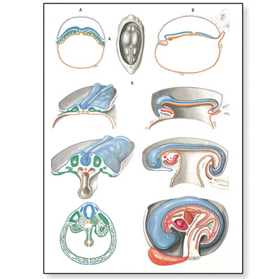 Embryology Chart