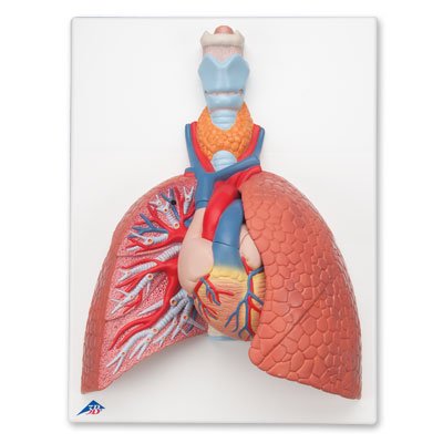 Lung Model with Larynx, 5 part - 3B Smart Anatomy, 1001243 [VC243], Lung Models
