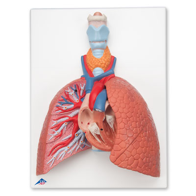 Lung Model with Larynx, 5 part - 3B Smart Anatomy, 1001243 [VC243], Lung Models
