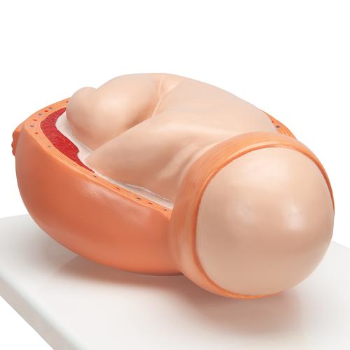 Birthing Process Model with 5 Stages - 3B Smart Anatomy, 1001258 [VG392], Pregnancy Models