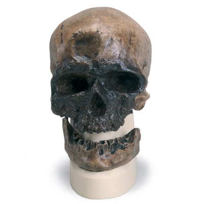 Replica Homo Sapiens Skull (Crô-Magnon), 1001295 [VP752/1], Anthropology