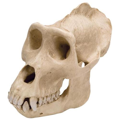 Gorilla Skull (Gorilla gorilla), Male, Replica, 1001301 [VP762/1], Biological Anthropology