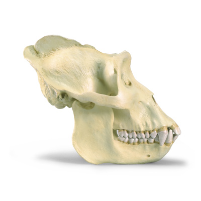 gorilla skull next to human