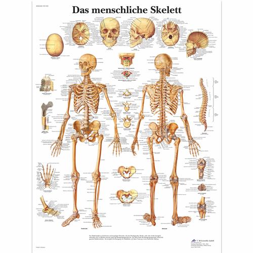 Das menschliche Skelett, 1001302 [VR0113L], Skeletal System