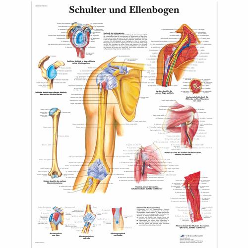Schulter und Ellenbogen, 1001316 [VR0170L], Skeletal System