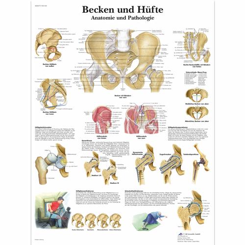 Becken und Hüfte - Anatomie und Pathologie, 1001320 [VR0172L], Skeletal System