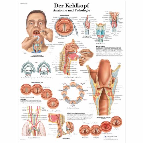 Der Kehlkopf, 4006585 [VR0248UU], Speech Organs