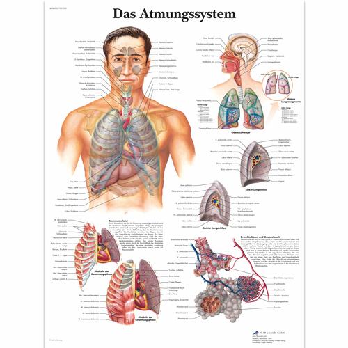 Das Atmungssystem, 4006592 [VR0322UU], Respiratory System