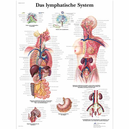 Das Lymphatische System, 1001377 [VR0392L], The Lymphatic System