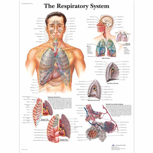 The Respiratory System Chart, 4006675 [VR1322UU], Respiratory System