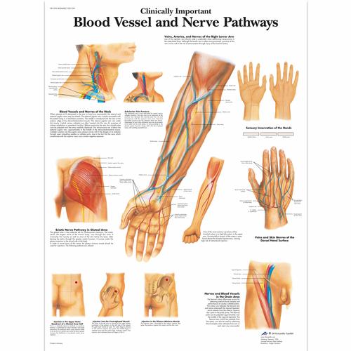 Clinically Important Blood Vessel and Nerve Pathways Chart, 1001530 [VR1359L], Cardiovascular System