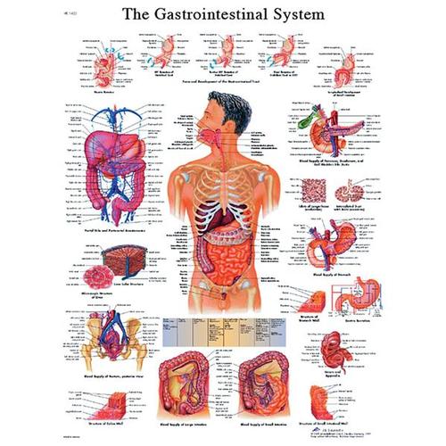 Gastrointestinal System STICKYchart™, VR1422S, Digestive System