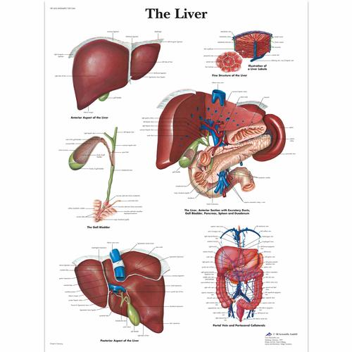 Liver Chart, 1001544 [VR1425L], Metabolic System