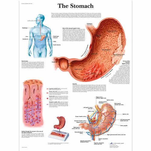 Anatomy Charts And Posters