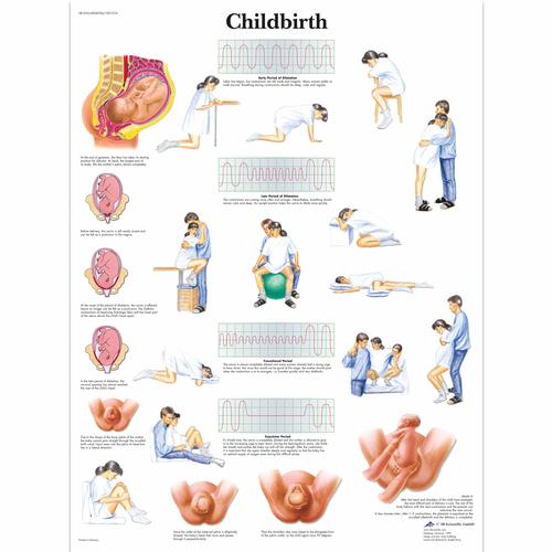 Childbirth Chart, 1001574 [VR1555L], Pregnancy and Childbirth