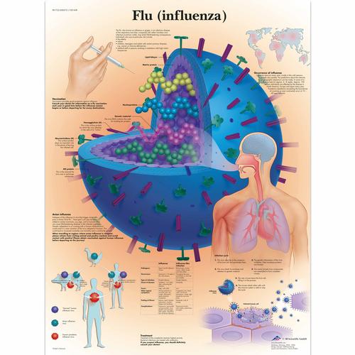 Flu (Influenza) Chart, 1001608 [VR1722L], Parasitic, Viral or Bacterial Infection