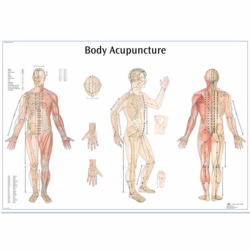 Body Acupuncture Chart, 4006730 [VR1820UU], Acupuncture Charts and Models