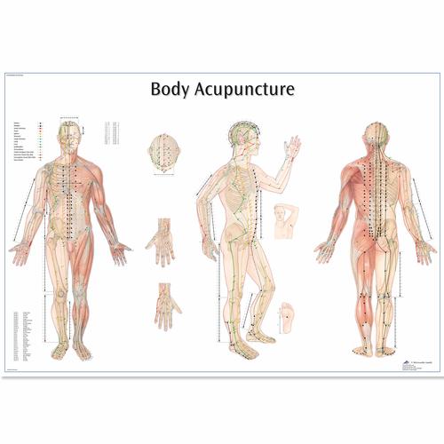 Anatomy Charts And Posters