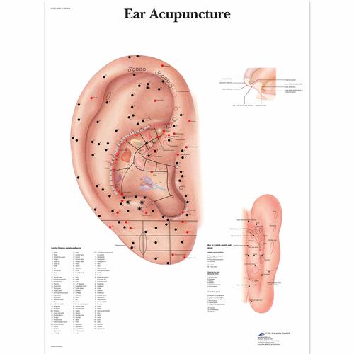 Ear Acupuncture Chart, 1001628 [VR1821L], Acupuncture accessories