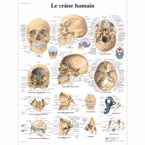 Le crâne humain, 1001640 [VR2131L], Skeletal System