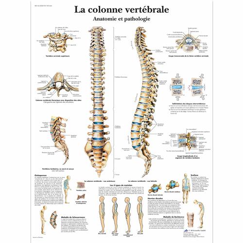 La colonne vertébrale, Anatomie et pathologie, 1001644 [VR2152L], Skeletal System