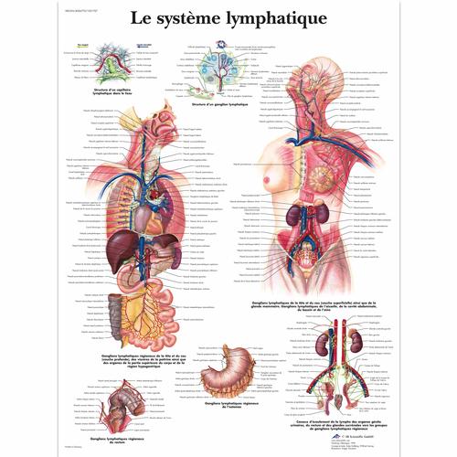 Le système lymphatique, 1001707 [VR2392L], The Lymphatic System