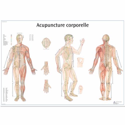 Acupuncture corporelle, 1001795 [VR2820L], Acupuncture Charts and Models