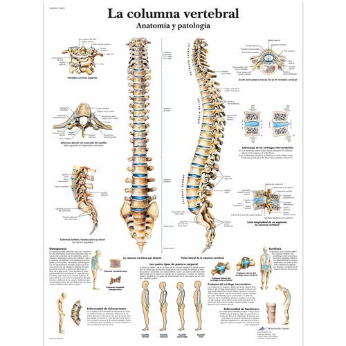 La columna vertebral - Anatomía y patología, 1001811 [VR3152L], Skeletal System