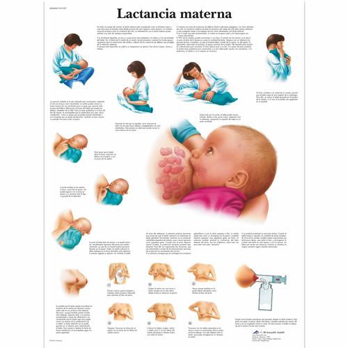 Lactancia materna, 1001907 [VR3557L], Pregnancy and Childbirth
