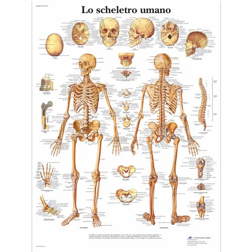 Lo scheletro umano, 1001963 [VR4113L], Skeletal System