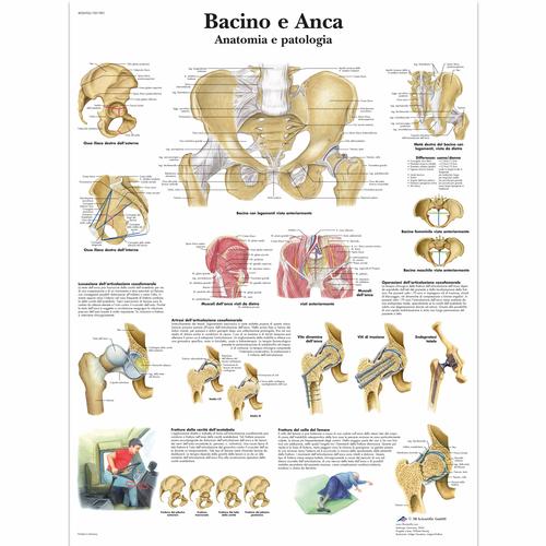 Bacino e Anca - Anatomie e patologia, 1001983 [VR4172L], Skeletal System