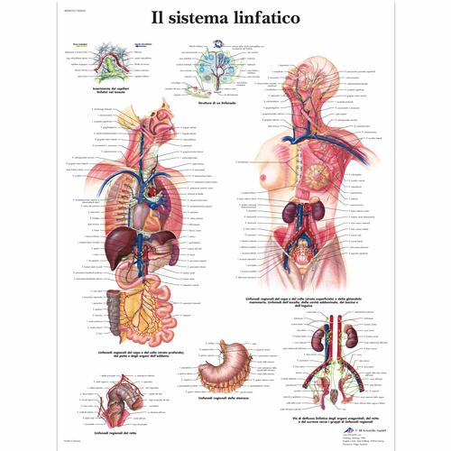 Il sistema linfatico, 1002041 [VR4392L], The Lymphatic System