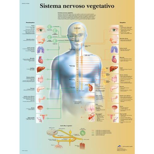 Sistema nervoso vegetativo, 4006956 [VR4610UU], Brain and Nervous system