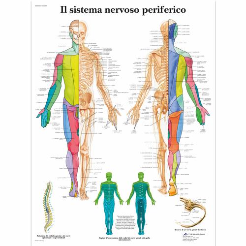 Il sistema nervoso periferico, 1002089 [VR4621L], Brain and Nervous system