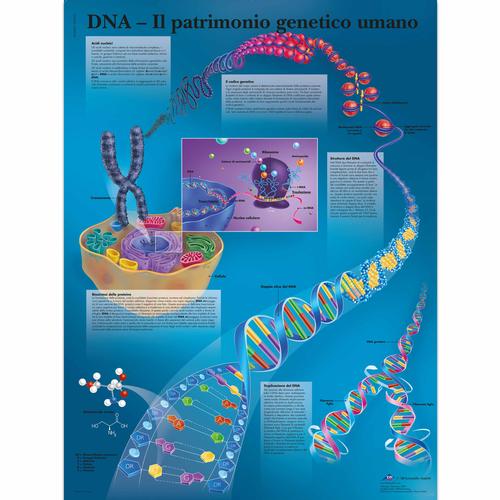 DNA - Il patrimonio genetico umano, 1002104 [VR4670L], Cell Genetics