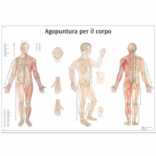 Agopuntura por il corpo, 4006982 [VR4820UU], Acupuncture Charts and Models