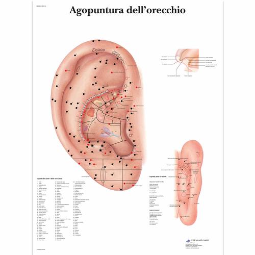 Agopuntura dell'orecchio, 4006983 [VR4821UU], Acupuncture accessories