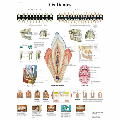 Os Dentes, 1002153 [VR5263L], Teeth