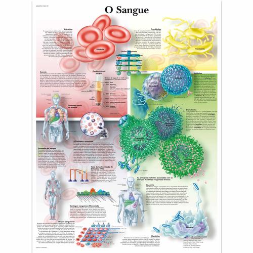 O Sangue, 1002159 [VR5379L], Brain and Nervous system