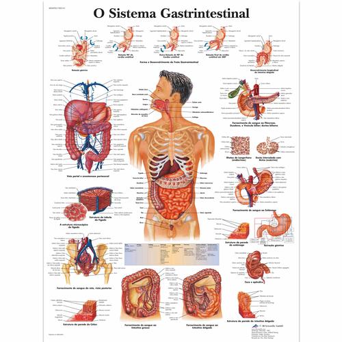 O Sistema Gastrintestinal, 4006996 [VR5422UU], Digestive System