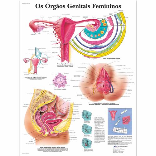 Os órgãos genitais femininos, 50x67 cm, Versao Papel, 4007003 [VR5532UU], Gynaecology