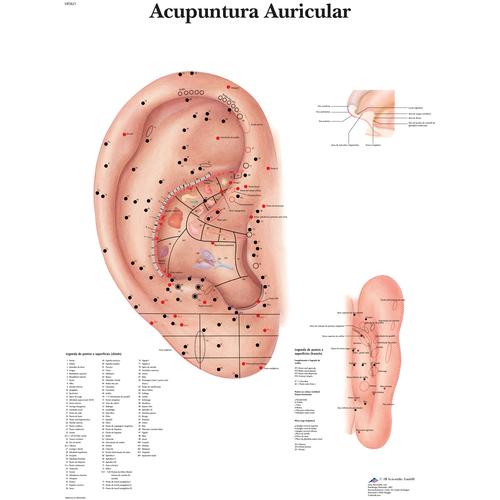 Ear Acupuncture - portuguese, 1002209 [VR5821L], Acupuncture accessories