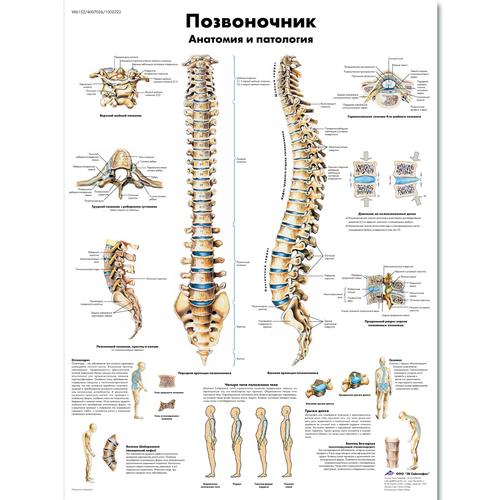 Spinal Column Chart, 1002222 [VR6152L], Skeletal System