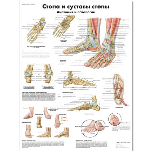 Anatomical Foot Chart