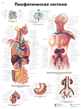 Lymphatic System Chart, 1002282 [VR6392L], The Lymphatic System