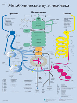 Human Metabolic Pathways Chart, 1002298 [VR6451L], Cell Genetics