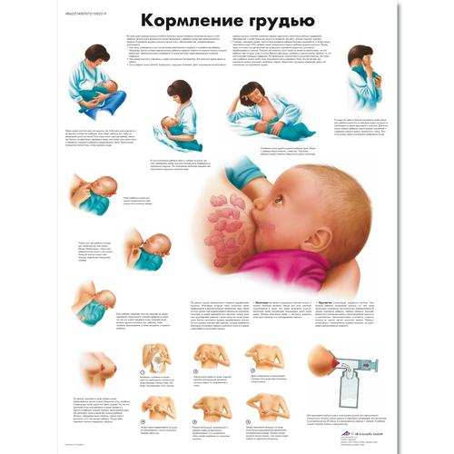 Breastfeeding Chart, 1002319 [VR6557L], Pregnancy and Childbirth