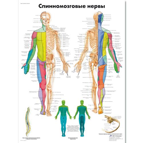 Spinal Nerves Chart, 1002329 [VR6621L], Brain and Nervous system