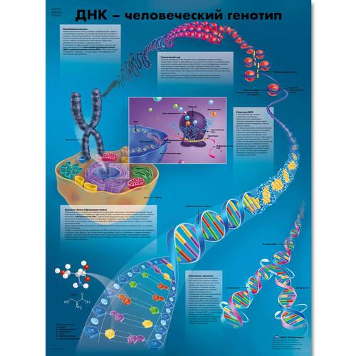 DNA - The Human Genotype Chart, 1002341 [VR6670L], Cell Genetics